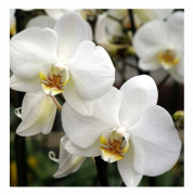 1 STÄNG ORKIDÉ PHALAENOPSIS VIT KRUKA 12CM 1 GREN