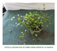 1 PLANTA AV MUEHLENBECKIA COMPLEXA MAORI I KÄRL 9CM
