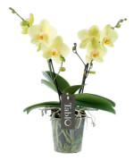 1 ORKIDÉPLANTA PHALAENOPSIS TABLO GUL LEMONCILLO KRUKA 12CM