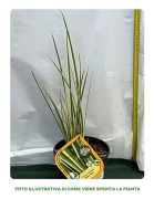 1 VÄXT AV DIETES MILKY WAY KRUKA 18CM KRUKA 18CM EVIGGRÖNA VÄXTER