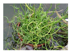 1 PLANTA AV JUNCUS EFFUSUS SPIRALIS KRUKA 13CM Eviggrön