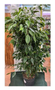 1 FICUS AUREA VÄXTA I KRS 21CM lägenhet renar luften