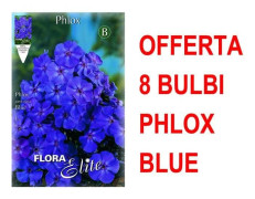 ERBJUDANDE 8 BULB PHLOX BLÅ BOLLER BULBER