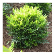 1 VÄXT AV NANDINA DOMESTICA LEMON LIME I KRUKA 18CM PÅ STENIGT OMRÅDE