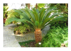 1 VÄXT AV CYCAS REVOLUTA, I KRUKA 24 CM