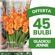 ERBJUDANDE 45 GLADIOLUS GLADDIES JENNIE GLÖDLAMPOR VÅRGLÖDLAMPOR