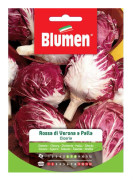 SEMICIKORIA RÖD AV VERONA I KULA BLUMEN TRÄDGÅRD