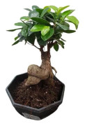 1 FICUS GINSENG BONSAI VÄXT I 17CM KRUKA INOMHUSVÄXTER