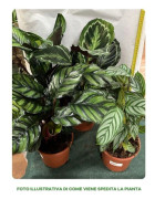 1 PLANTA AV CALATHEA I VARIANT I KRUKA 17CM ASSORTERAD FÖR INOMHUSANVÄNDNING LUFTFILTERANDE