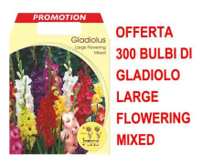ERBJUDANDE 300 VÅRLÖKAR AV GLADIOLUS MED STORA BLOMMOR MIX AV FÄRGER LÖKAR BULBES BULBS