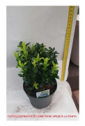 1 PLANTA AV EUONYMUS JAPONICUS MICROPHYLLUS KRUKA 13CM