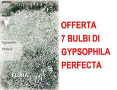 ERBJUDANDE 7 VÅRBULBERR AV GYPSOPHYLA PERFECTA BULB BULBES BULBS