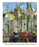 1 PLANTA AV SVARTA MULBERRYTREE FRÖLÖS (UTAN FRÖN) I KRUKA 17CM MORO MORUS