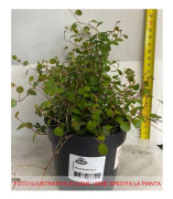 1 VÄXT AV MUEHLENBECKIA COMPLEXA MAORI I KRUKA 11CM
