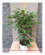 1 FICUS AUREA VÄXTSKÅL 17CM lägenhet renar luften
