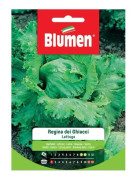 SEMI LATTUGA REGINA DEI GHIACCI BLUMEN