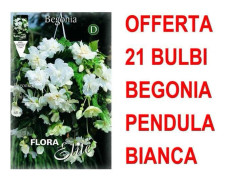 ERBJUDANDE 21 BOLB BENGONIA PENDULA VIT BOLB BOLBES