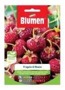 SEMI FRAGOLE DI BOSCO BLUMEN