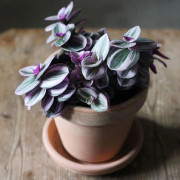 1 PIANTA AV TRADESCANTIA NANOUK KRUKA 12CM FÖR INOMHUS