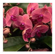 1 ORKIDÉPLANT ORKIDÉA PHALAENOPSIS TABLO SPRITZ KRUKA 12CM