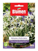 SEMIEDELWEISS O STELLA ALPINA BLOMMOR