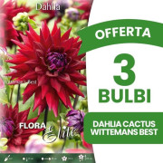 BULBSPRODUKTER VÅR ERBJUDANDE 3 BULB DAHLIA CACTUS WITTEMANS BEST FÖRPACKNING MED 1 BULB