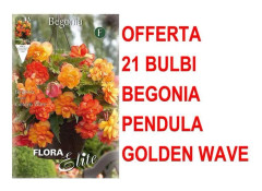ERBJUDANDE 21 FINGERBLOMMEBULBERR BEGONIA PENDULA GOLDEN WAVE BOLBERT BOLBES
