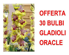 ERBJUDANDE 30 GLADIOLER MED STORA BLOMMOR ORACLE BULBS