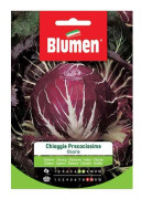 SEMICIKORIA CHIOGGIA FÖRBEREDELSE BLUMEN