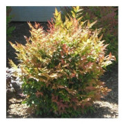 NANDINA GULF STREAM VAS 19CM ROCCIOSI AIUOLE VASER