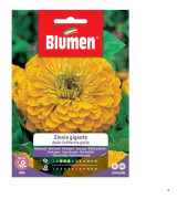SEMI ZINNIA GIGANTE GUL CALIFORNIA BLUMEN