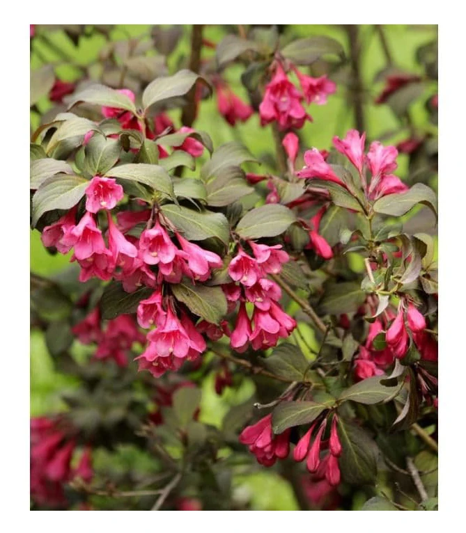1 VÄXTA AV WEIGELIA FLORIDA MINOR BLACK I KRUKA 18CM