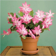 1 STJÄRNA SCHLUMBERGERA JULKAKTUS I KRUKA 9CM ASSORTERAD FÄRG