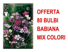ERBJUDANDE 80 BULB BABIANA I FÄRGBLANDNING