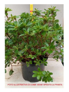 1 PLANTA AV AZALEA JAPONICA RUSTICA GORBELLA TOPP 18CM