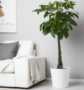 1 PANTERA AV PACHIRA ACQUATICA I VAS 15CM FÖR INOMHUSAPPARTEMENT