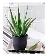 1 STJÄRNA ALOE VERA I KRUKA 12CM
