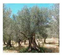 1 OLIVTRÄD OLEA EUROPAEA KRUKA 13CM EVIGGRÖNA OCH KLÄTTRANDE