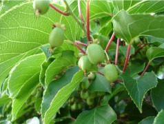 1 PLANT AV KIWI ARGUTA GRÖN ISSAI AUTOFERTIL FRUKTER I OKTOBER