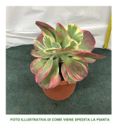 1 KALANCHOE THYRSIFLORA I KRUKA 17CM INNEHÅLLER SUCCULENT FÖR INOMHUSBRUK