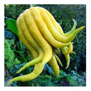1 VÄXTE CEDER HÅND AV BUDDHA I KRUKA 20CM citrus trädgård