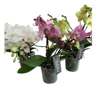 1 STYCK ORKIDÉ PHALAENOPSIS TABLO VALFRI FÄRG KRUKA 12CM