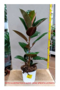 1 FICUS ROBUSTA VÄXT 17CM kruka lägenhet renar luften