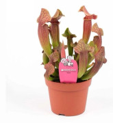 1 STYCK SARRACENIA ASSORTERAD 8CM KRUKA KÖTTÄTANDE VÄXT