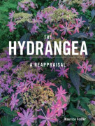 The Hydrangea