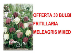 ERBJUDANDE 30 HÖSTLÖKAR FRITILLARIA MELEAGRIS BLANDNING BLOMMOR LÖKAR