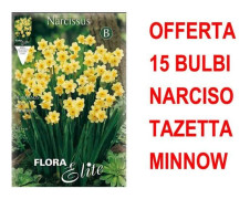ERBJUDANDE 15 NARCISS BULB TAZETTA MINNOW BULBAR BULBER