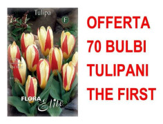 ERBJUDANDE 70 KAUFMANNIANA TULPANLÖK DE FÖRSTA LÖKEN LÖKEN