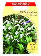 BUCANEVE GALANTHUS WORONOWII (FÖRPACKNING MED 25 HÖSTLÖKAR)
