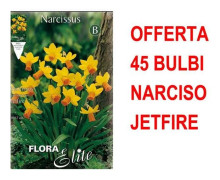 ERBJUDANDE 45 NARCISSBULB CYCLOMEN NARANDA BULBAR BULBES
